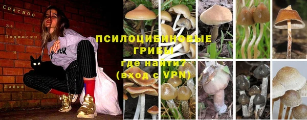сатива Абинск